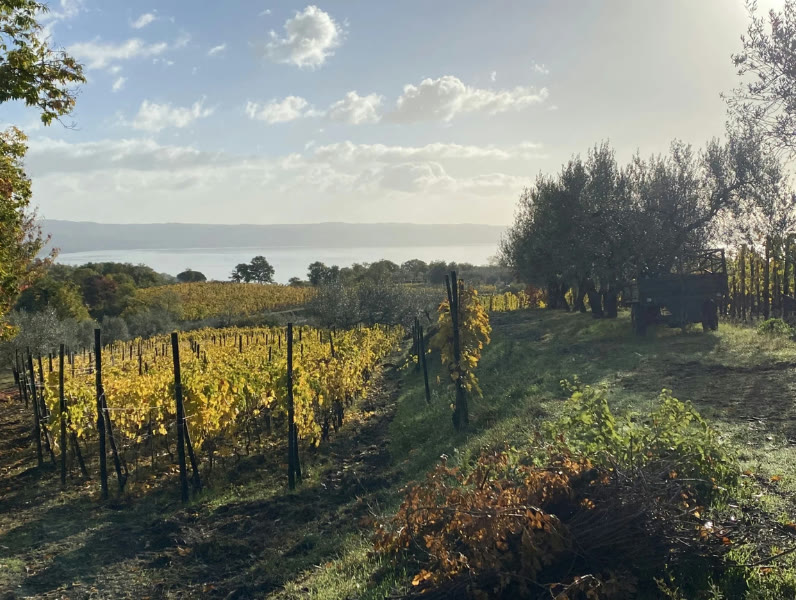 Le vigne di Le Coste di Gradoli in autunno, con il Lago di Bolsena sullo sfondo