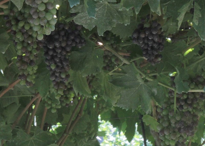 Grappoli di Corvina in Valpolicella, uva dell'Amarone Conte Gastone di Massimago