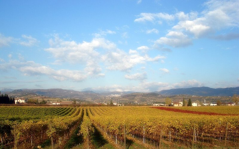 Vigneti della Valpolicella in autunno, terra della cantina Massimago