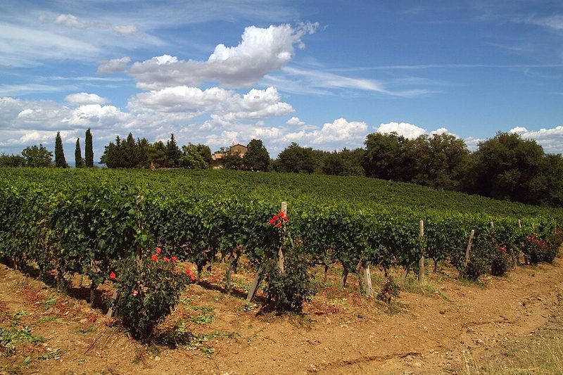 Il Marroneto Brunello di Montalcino 2020, vigne di Sangiovese