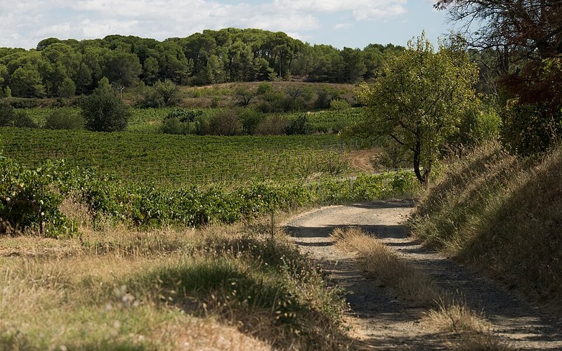 Les Obrières La Pointe, vigne dell'Hérault a Castelnau-de-Guers