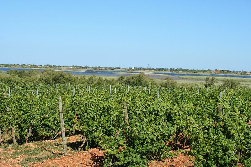 Les Obrières Les Fringants, vigne vicino al mare ad Agde
