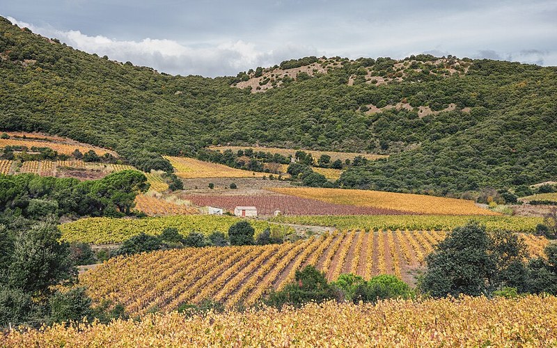 Les Obrières Manhac, vigne del Languedoc in autunno