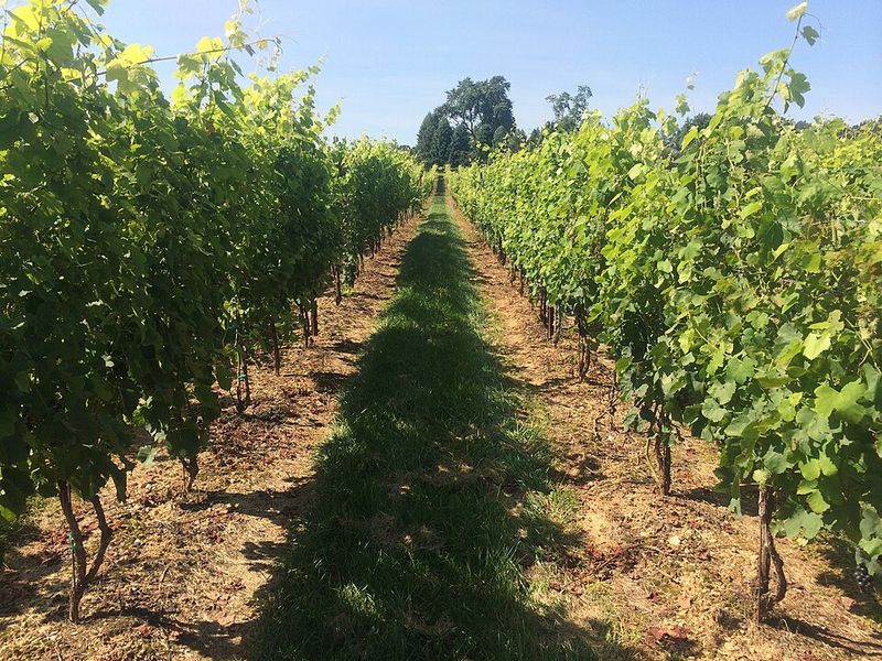 Famiglia Cotarella Ogrà 2018, Syrah del Lazio