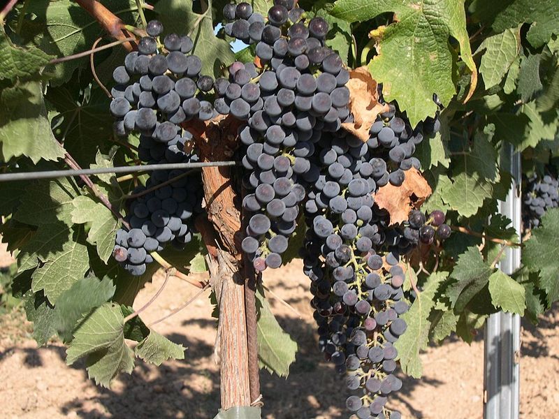 Famiglia Cotarella Sodale 2022, Merlot del Lazio