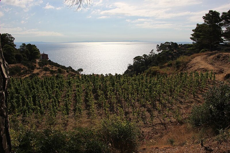Il vigneto di Gorgona Frescobaldi sull'isola, affacciato sul mare