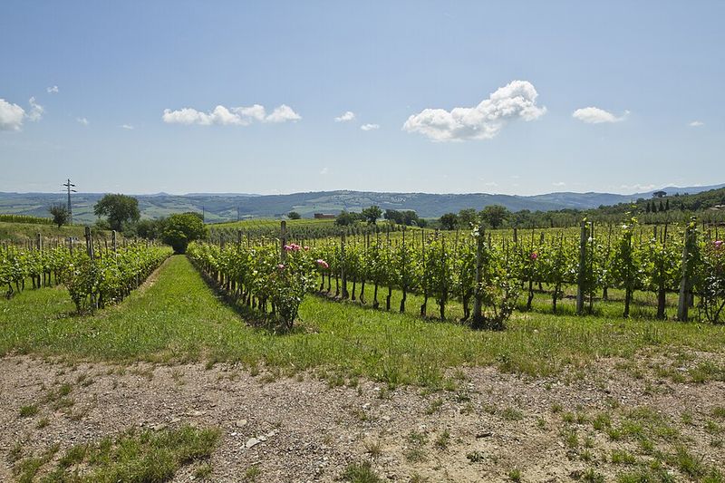 Le Macioche Brunello di Montalcino 2018, Sangiovese