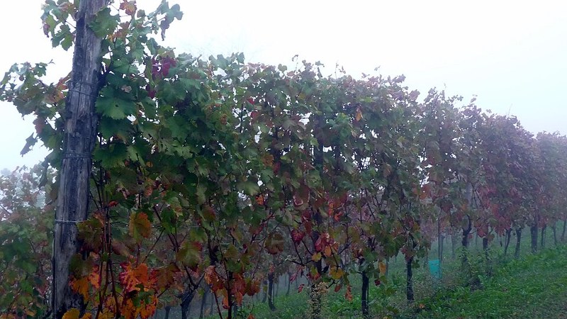 Piero Benevelli Langhe Nebbiolo, vigna di Nebbiolo nelle Langhe