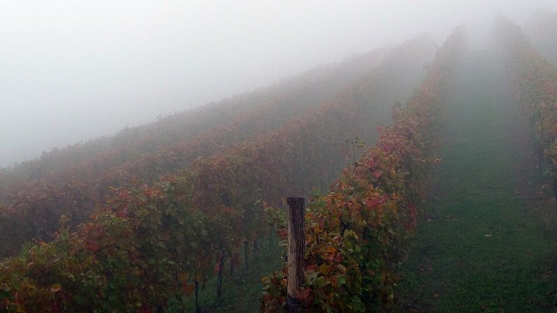 Piero Benevelli Mosconi, vigna di Nebbiolo nella nebbia