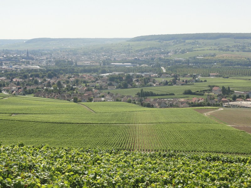 Jacquesson Champagne 746 vigne di Dizy