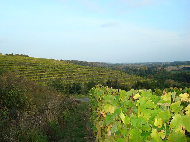Vigne del Layon in Anjou, dove nasce Les Noëls de Montbenault di Richard Leroy