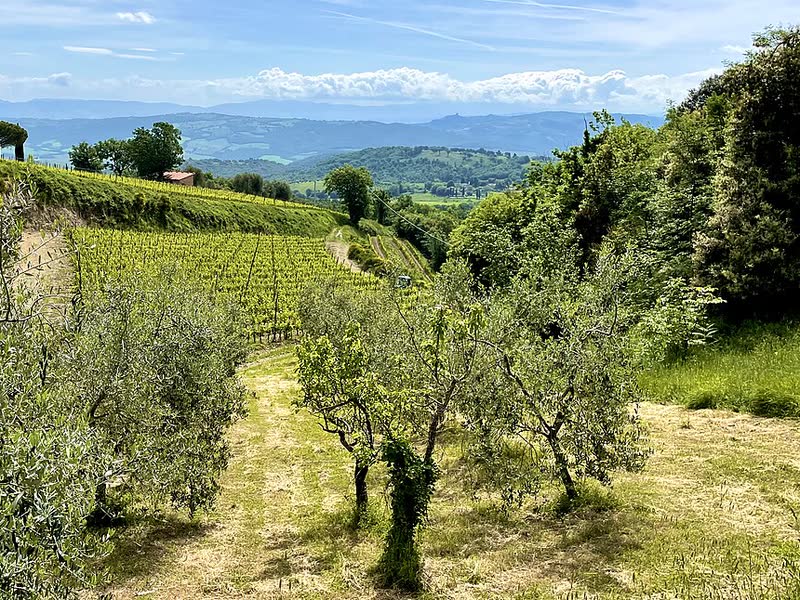 Vigne di Montalcino, terra del Brunello di Montalcino di Podere Giodo
