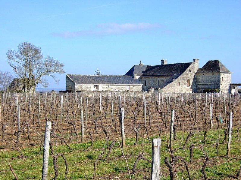 Vigne di Saumur Champigny su tuffeau nella Loira