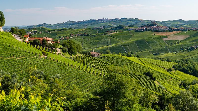 Giacomo Conterno Barolo Arione, vigne tra Monforte e Serralunga d'Alba
