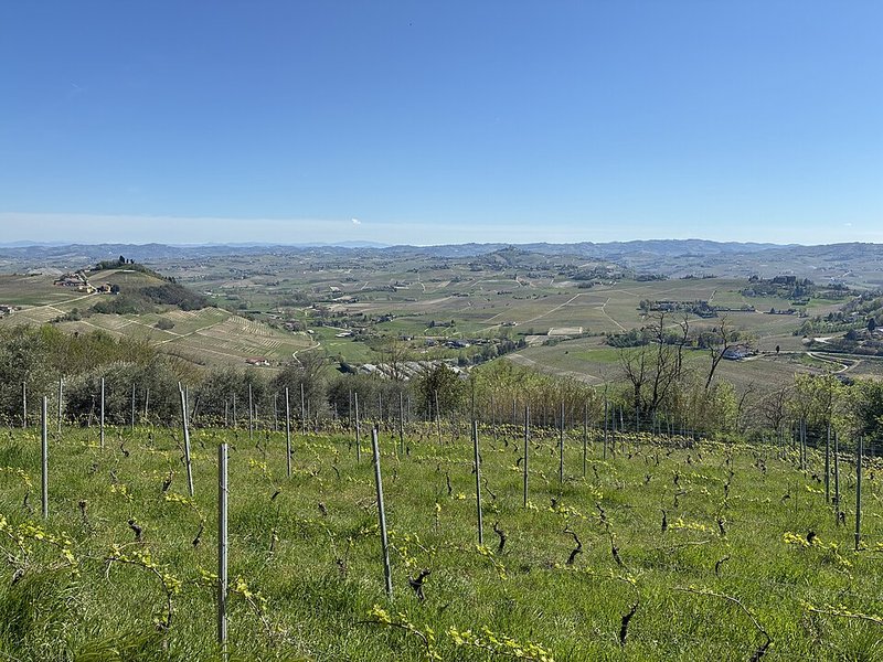 Vigneti di Barbera nelle colline astigiane, terra del Montebruna di Braida