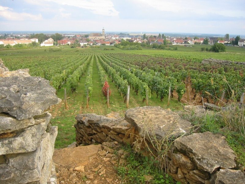 Le vigne di Marsannay, dove Jean-Michel Guillon coltiva il Clos des Portes